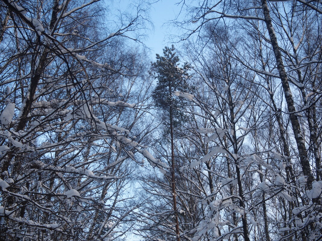 Лес - marmorozov Морозова