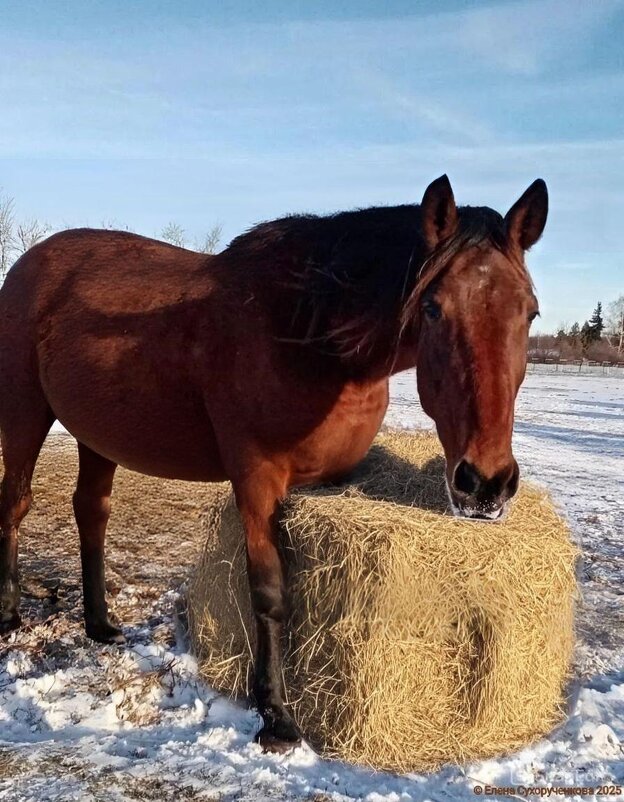 Зимний завтрак - Елена Сухорученкова