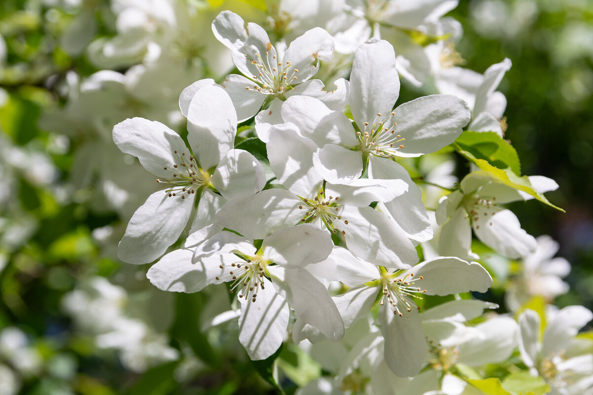 *** - Виктор Иванович Чернюк *** - Виктор Иванович Чернюк