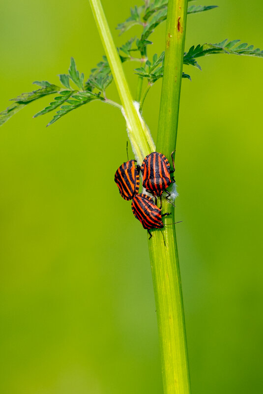 Тепло летних дней - Владимир Лазарев