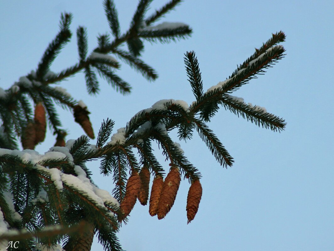 На фоне неба голубого - Любовь Сахарова