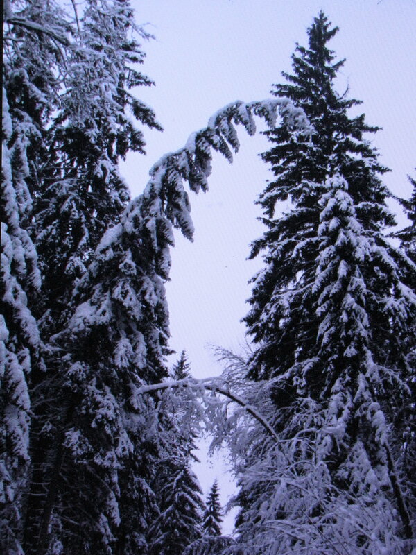 Тяжело ёлке - Людмила Смородинская Тяжело ёлке - Людмила Смородинская