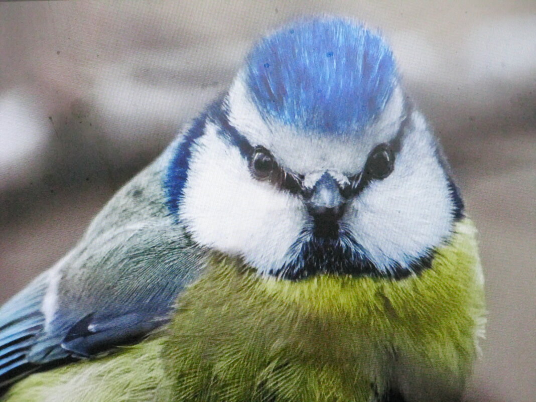 Во всей красе - Людмила Смородинская Во всей красе - Людмила Смородинская