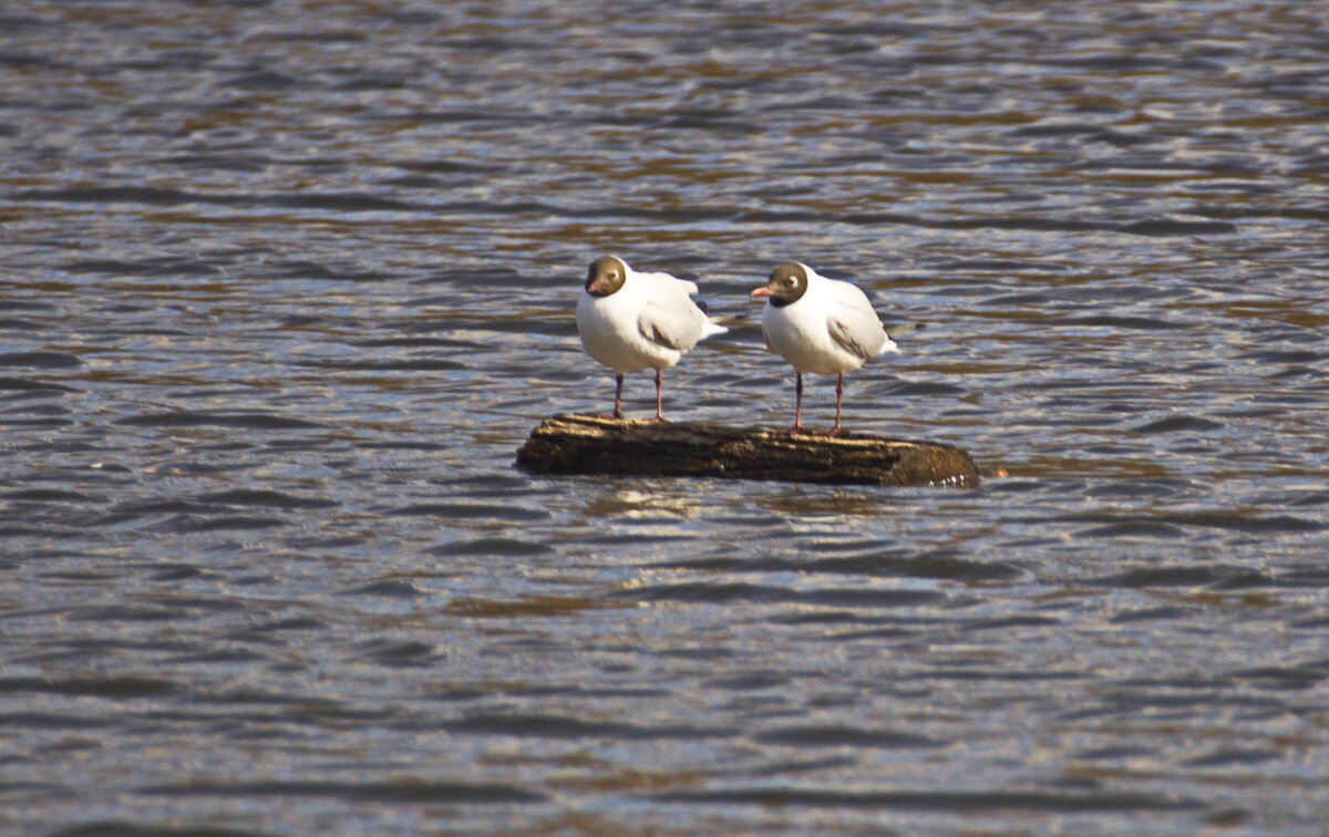 на плотике - Владимир Зырянов