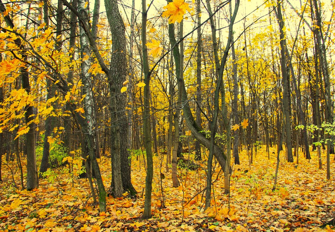 КРУЖИТСЯ ОСЕННИЙ ЛИСТОПАД... - Валентина 