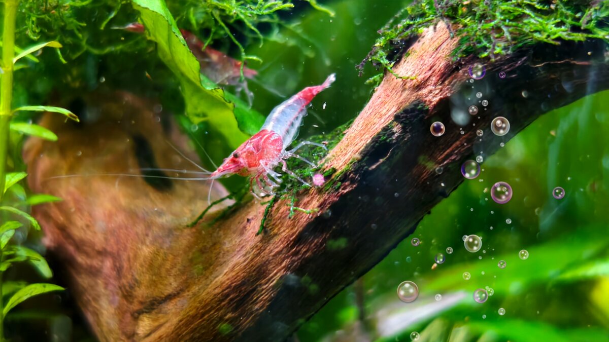 Маленькая креветка в домашнем аквариуме - Мариша 