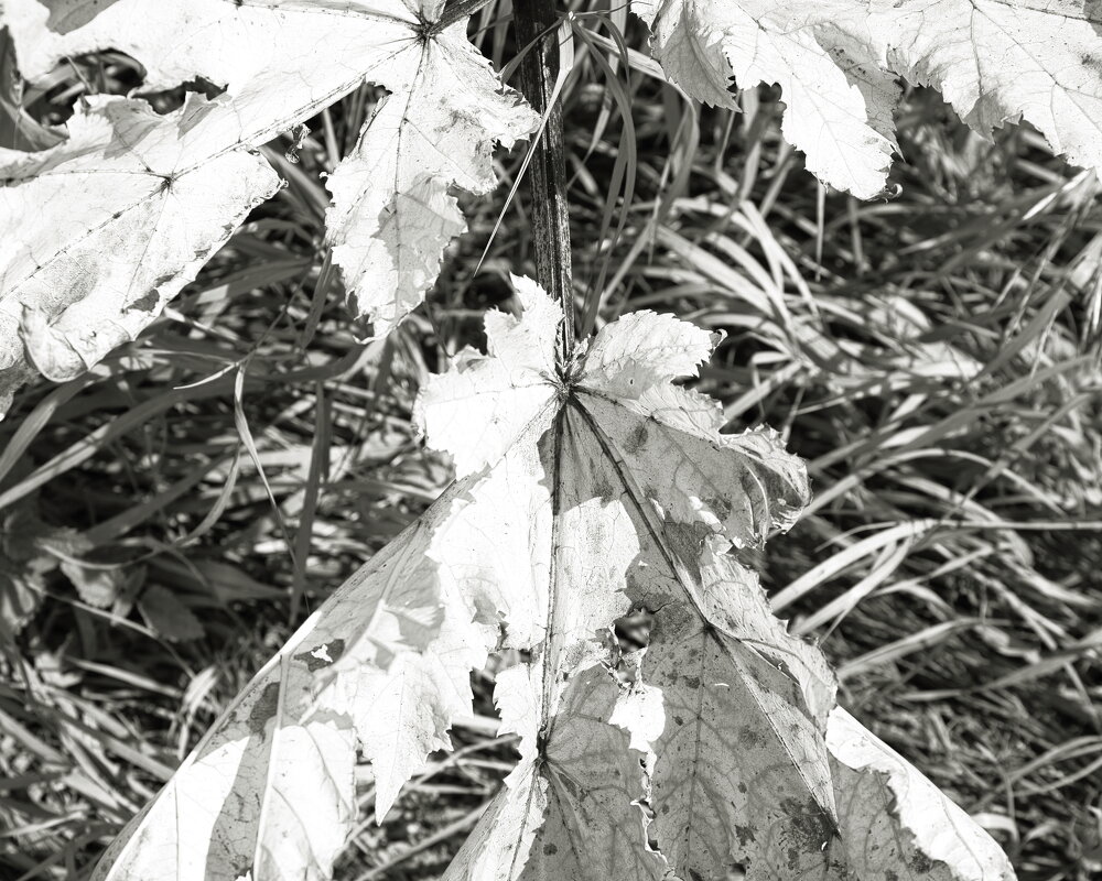 Фотография - Денис Безногов