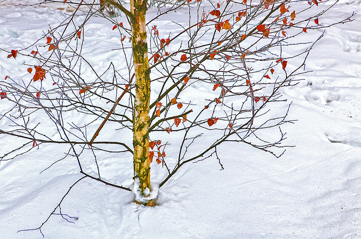 Январский этюд - Светлана 