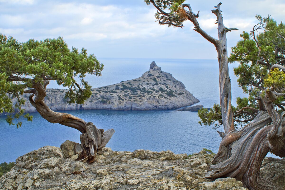 Можжевельник - Геннадий Валеев