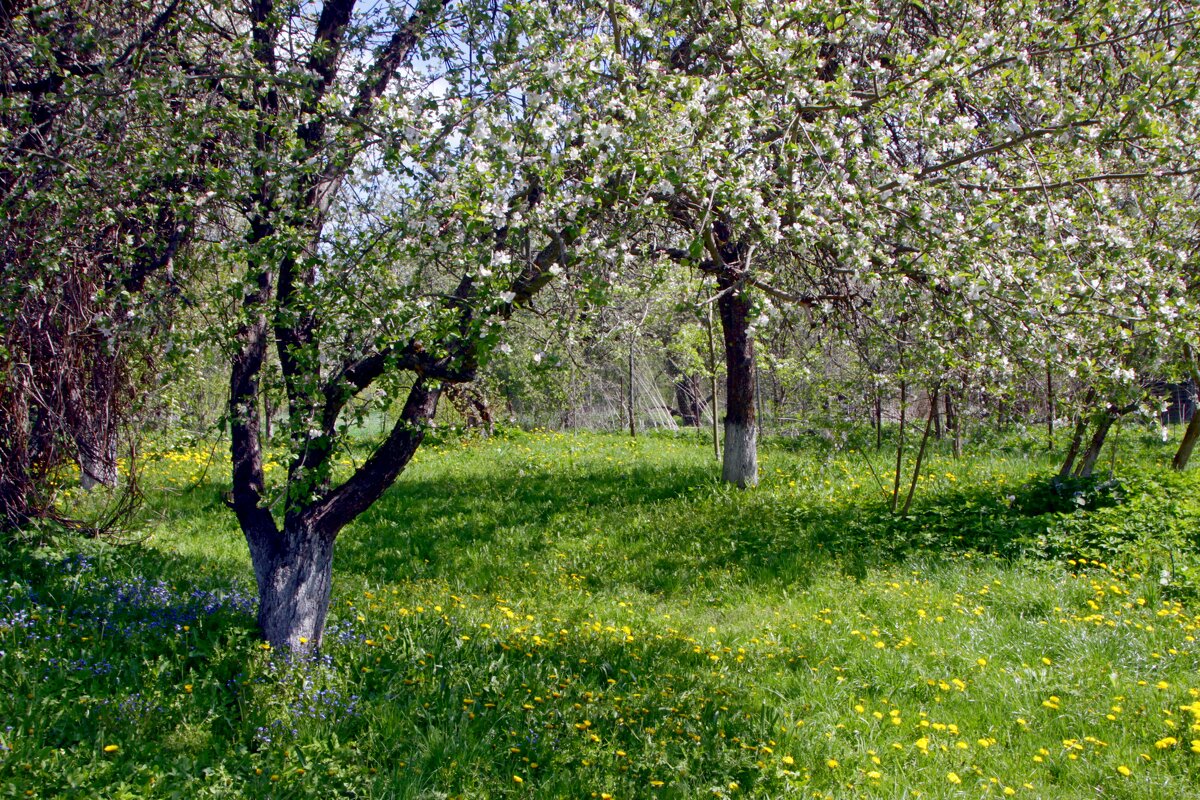 сад - Алексей Дмитриев сад - Алексей Дмитриев