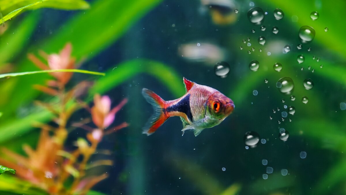 Рыбка исполняющая ваши желания - Мариша 