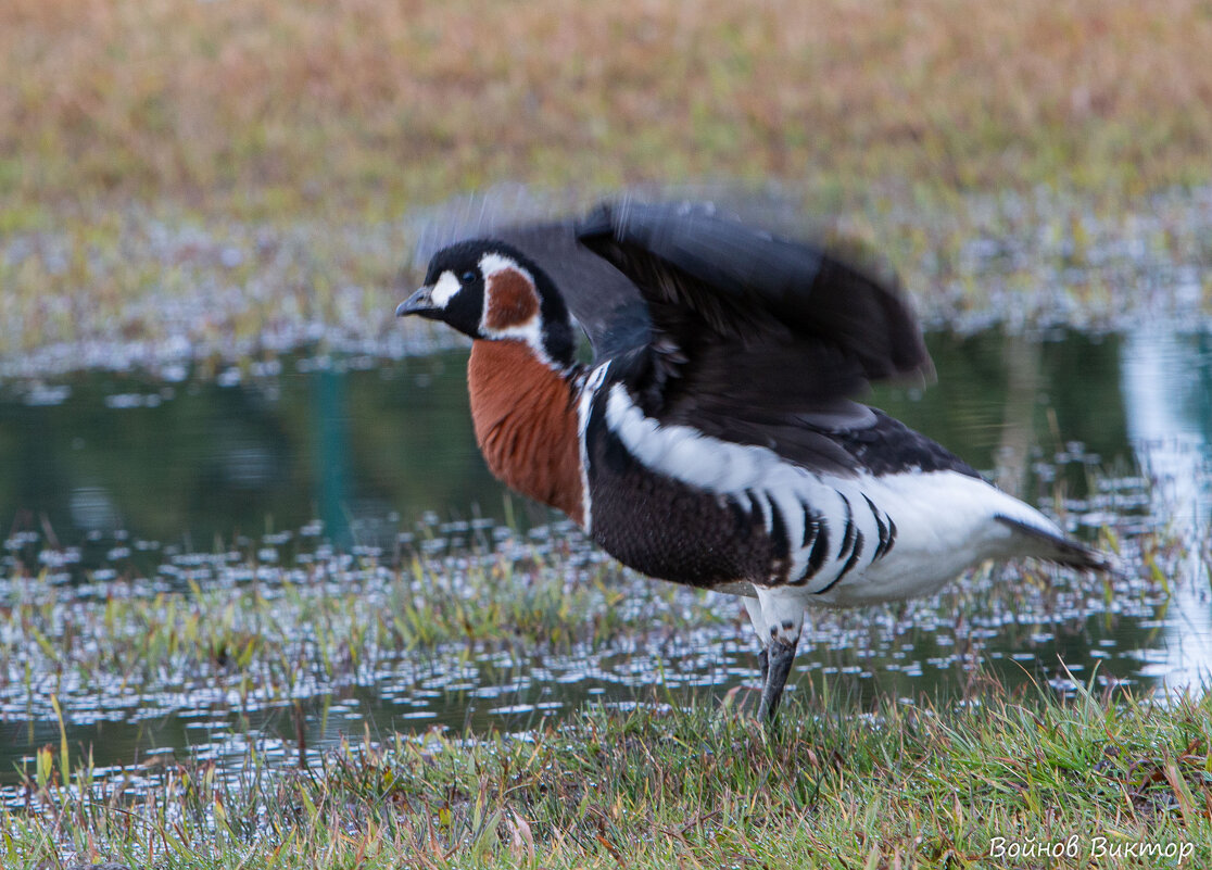 Краснозобая казарка - Виктор Краснозобая казарка - Виктор