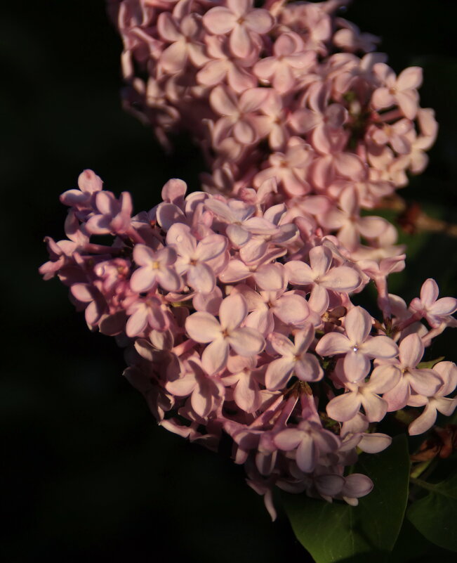 С днем Татьяны!  - Татьян@ Ивановна