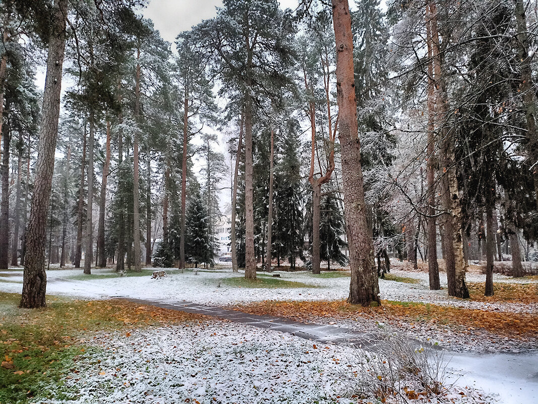 Первый снежок. - Лилия *