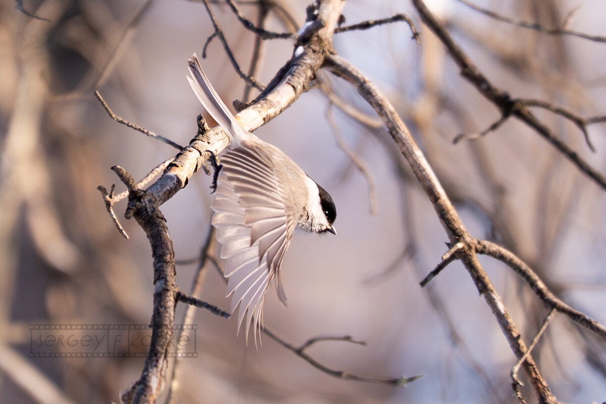 3 - Сергей Флетчер