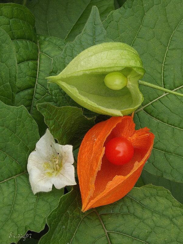 Физалис в развитии - Freddy 97