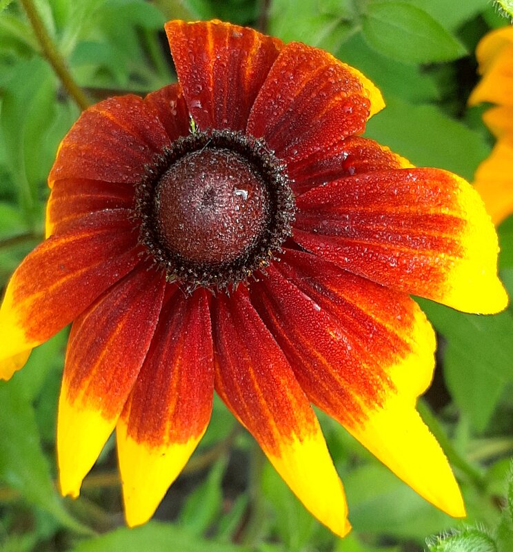 С Татьяниным Днём!!! - оля san-alondra