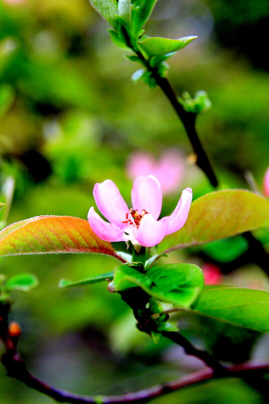 Petite fleur - Валерий 