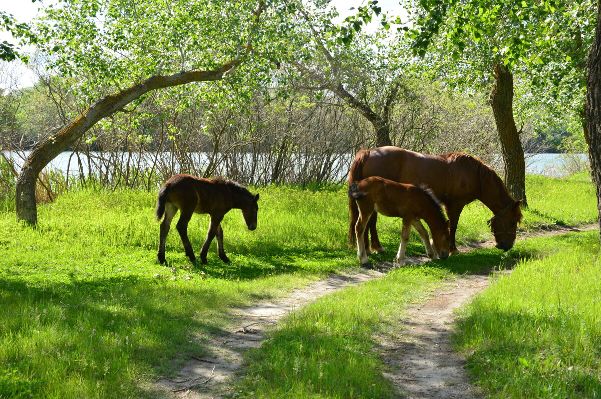 Мои дороги. - Виктор 