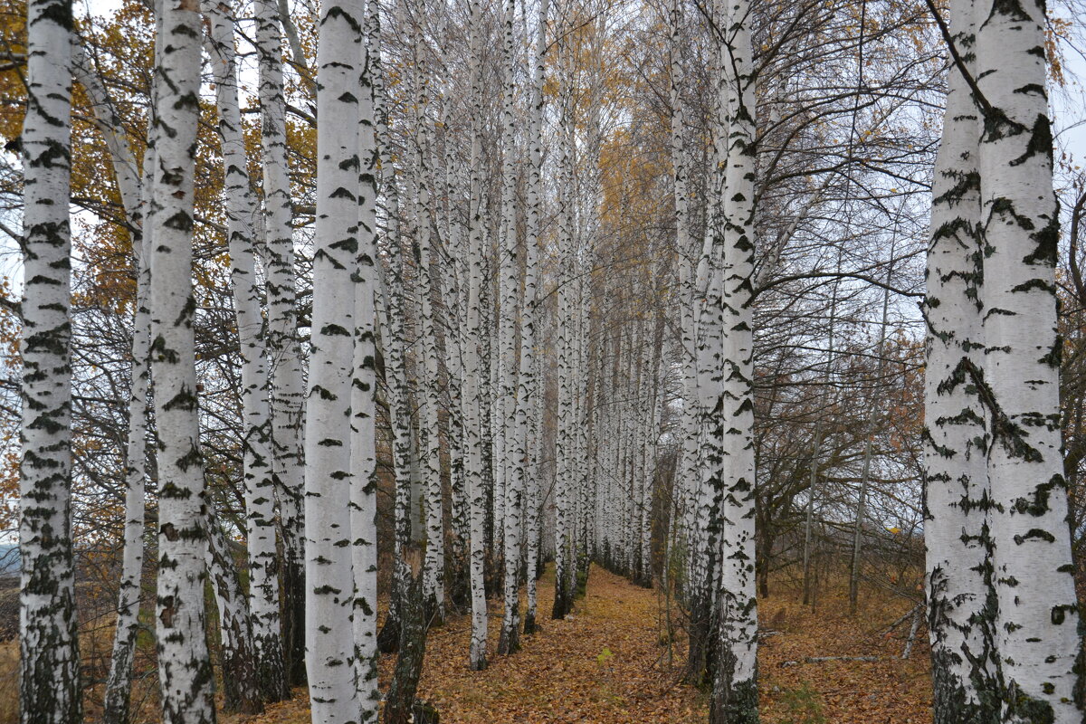 Берёзовая роща - Prizrak 777