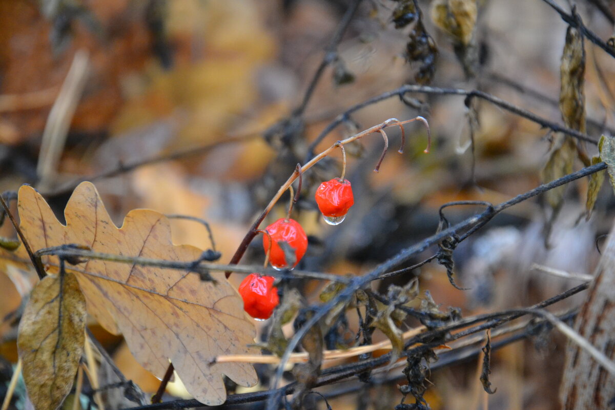 В лесу - Prizrak 777