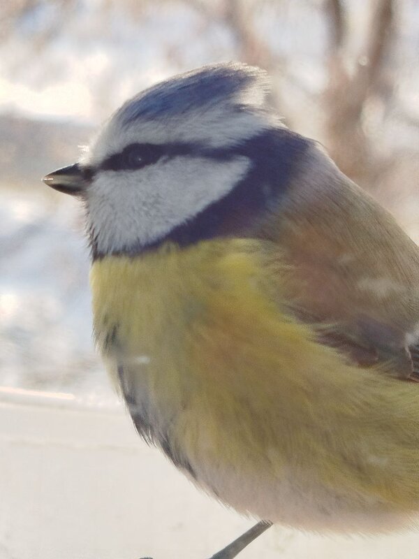 Лазоревка - Артём Орлов