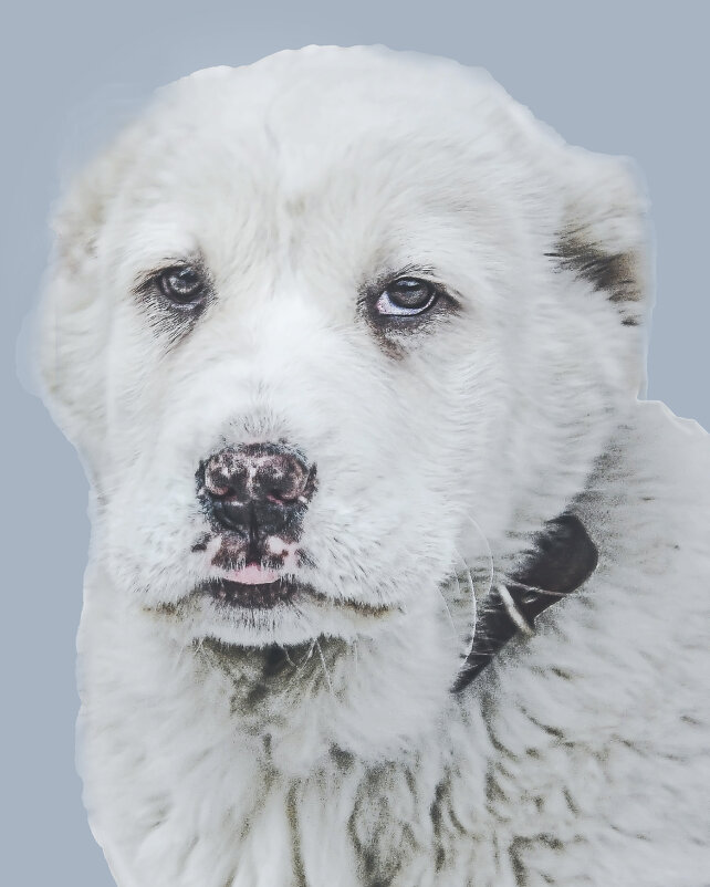 Портрет друга - юрий Амосов