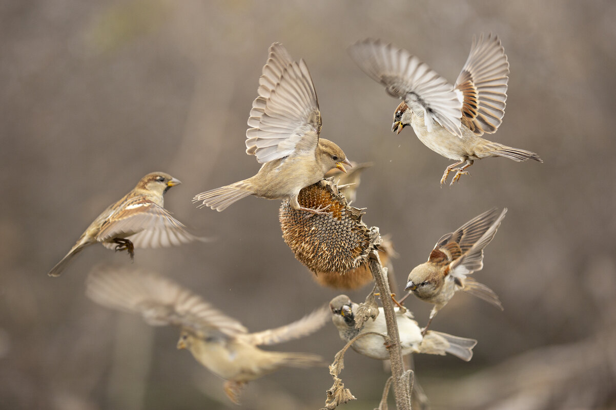 Суета - Валерий Черняк