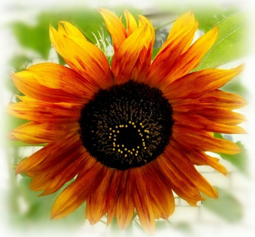 Подсолнух - Елена Сухорученкова