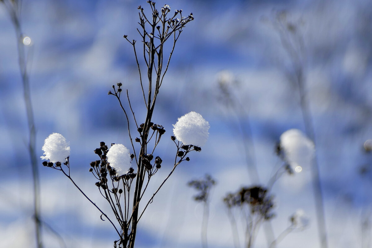 картинки января 26г. 8 - Александр Прокудин картинки января 26г. 8 - Александр Прокудин