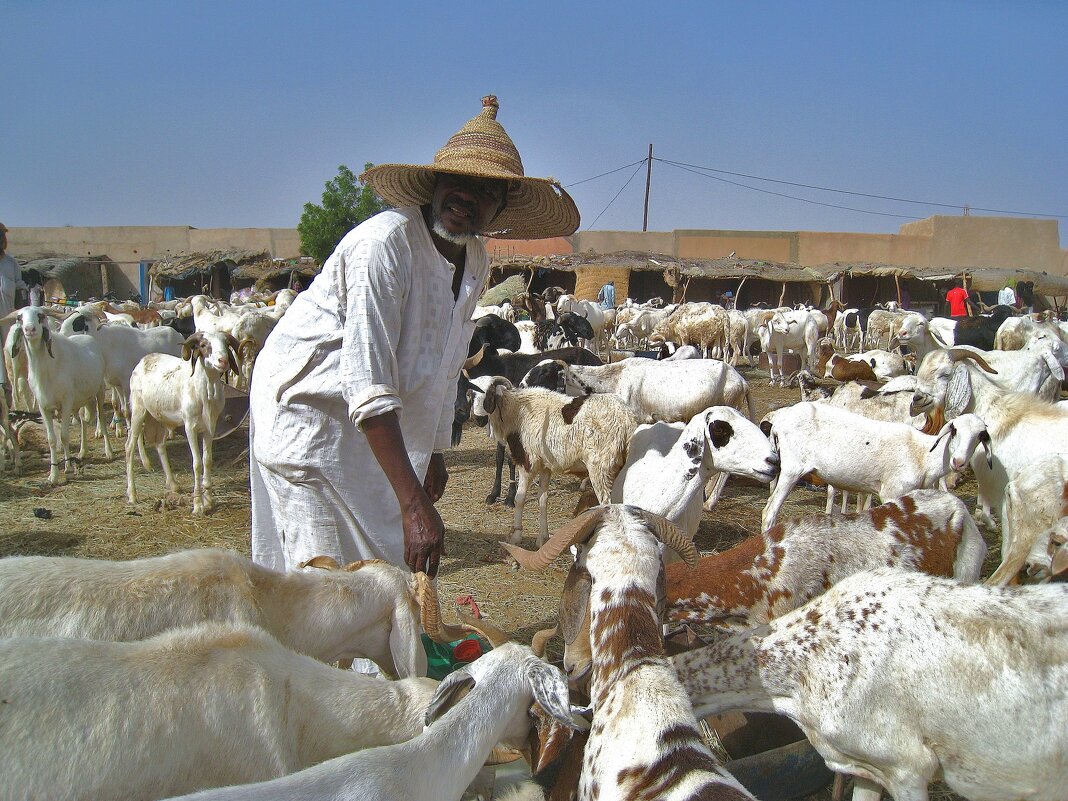 - Может купишь козу, или козла!? - unix (Илья Утропов) - Может купишь козу, или козла!? - unix (Илья Утропов)