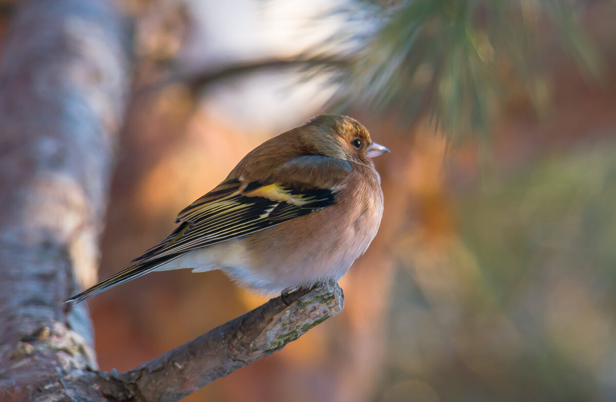 Мой зимний лайфхак....зяблик. - Sergey (Apg) Мой зимний лайфхак....зяблик. - Sergey (Apg)