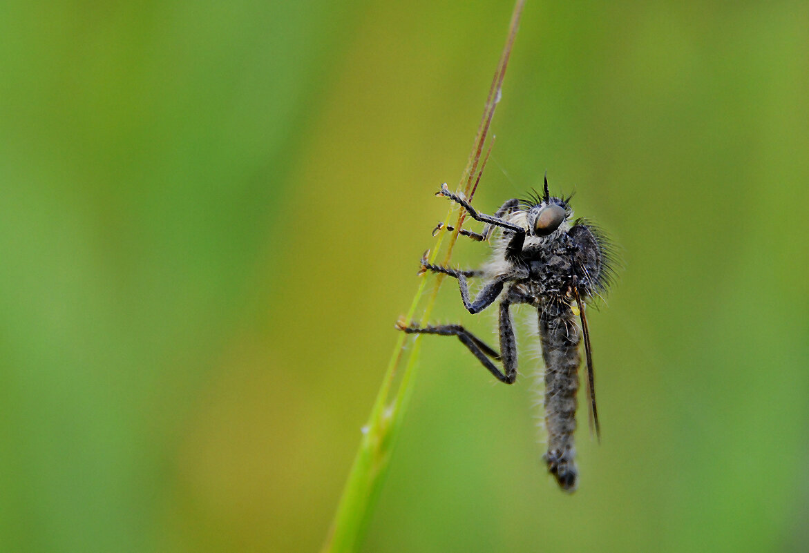 Ктырь - Надежда Куркина Ктырь - Надежда Куркина
