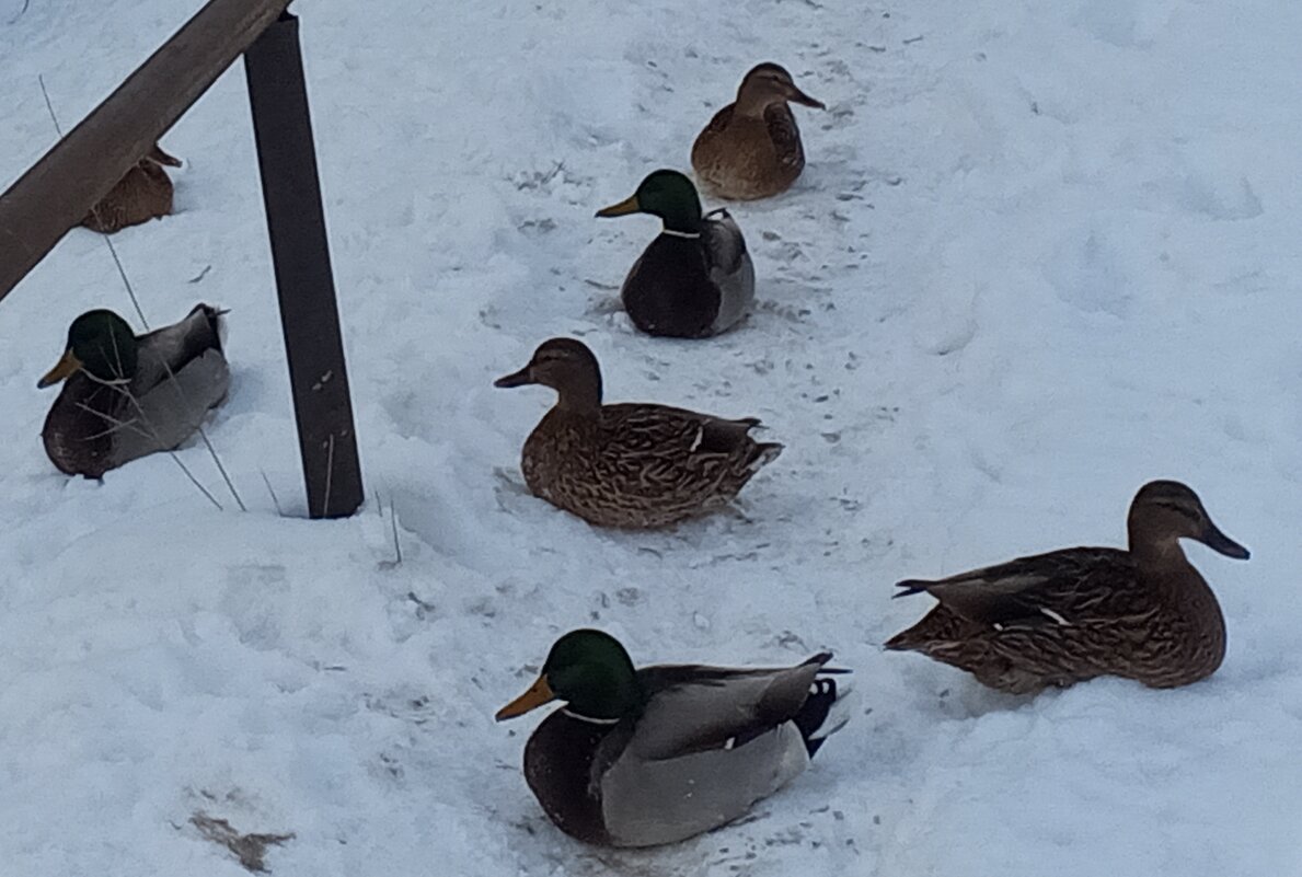 Утки - Сапсан 