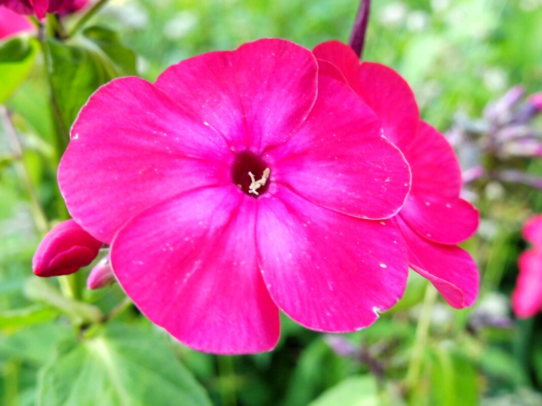 Розовый флокс - Елена Суханова