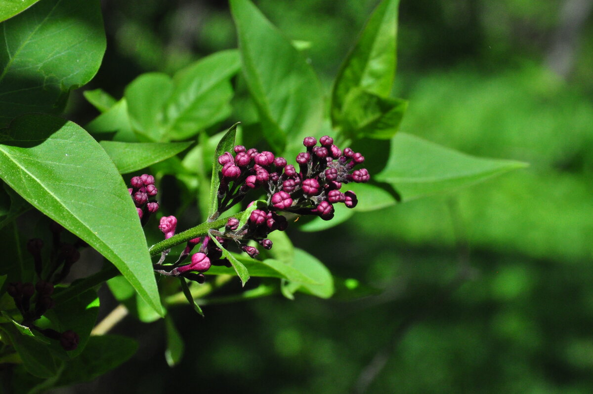 Когда сирень ещё не расцвела - N_WORon Когда сирень ещё не расцвела - N_WORon