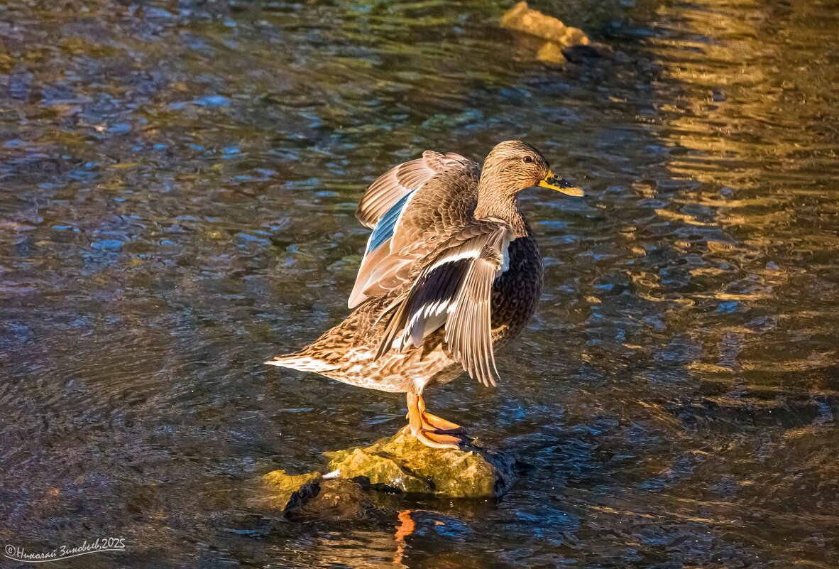 Уточка на цыпочках) - Николай Зиновьев Уточка на цыпочках) - Николай Зиновьев