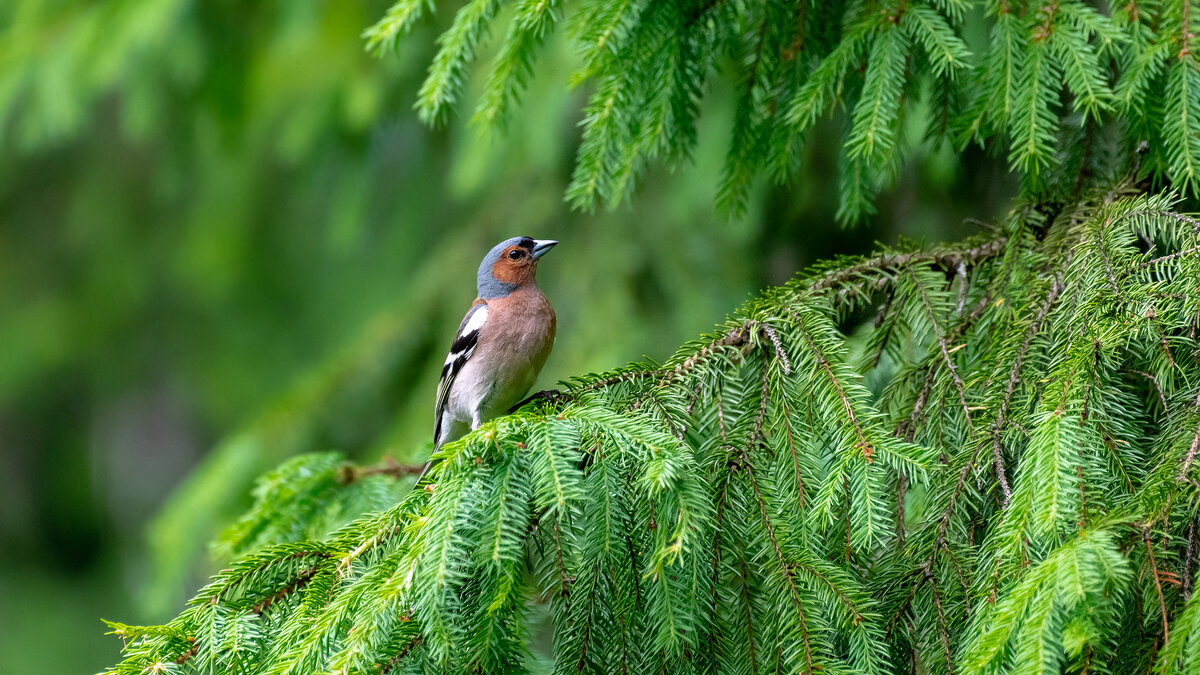 Зяблик - Владимир Лазарев