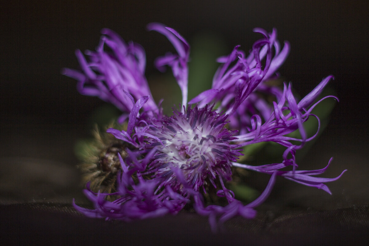 Репейник - Андрей C