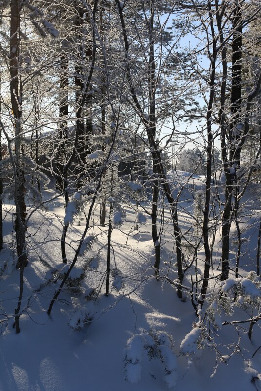 Прозрачный лес - Ольга 