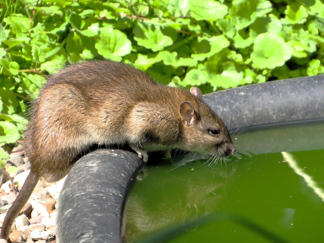 Жажда - Лариса С.