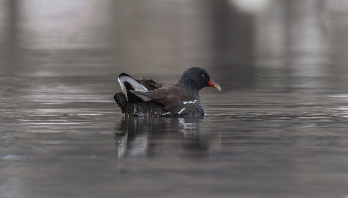 камышница - юрий макаров