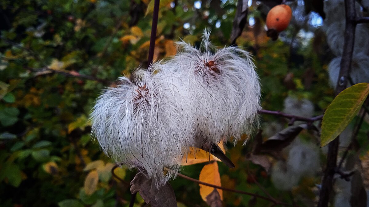 осенние фонарики - Елена Шаламова