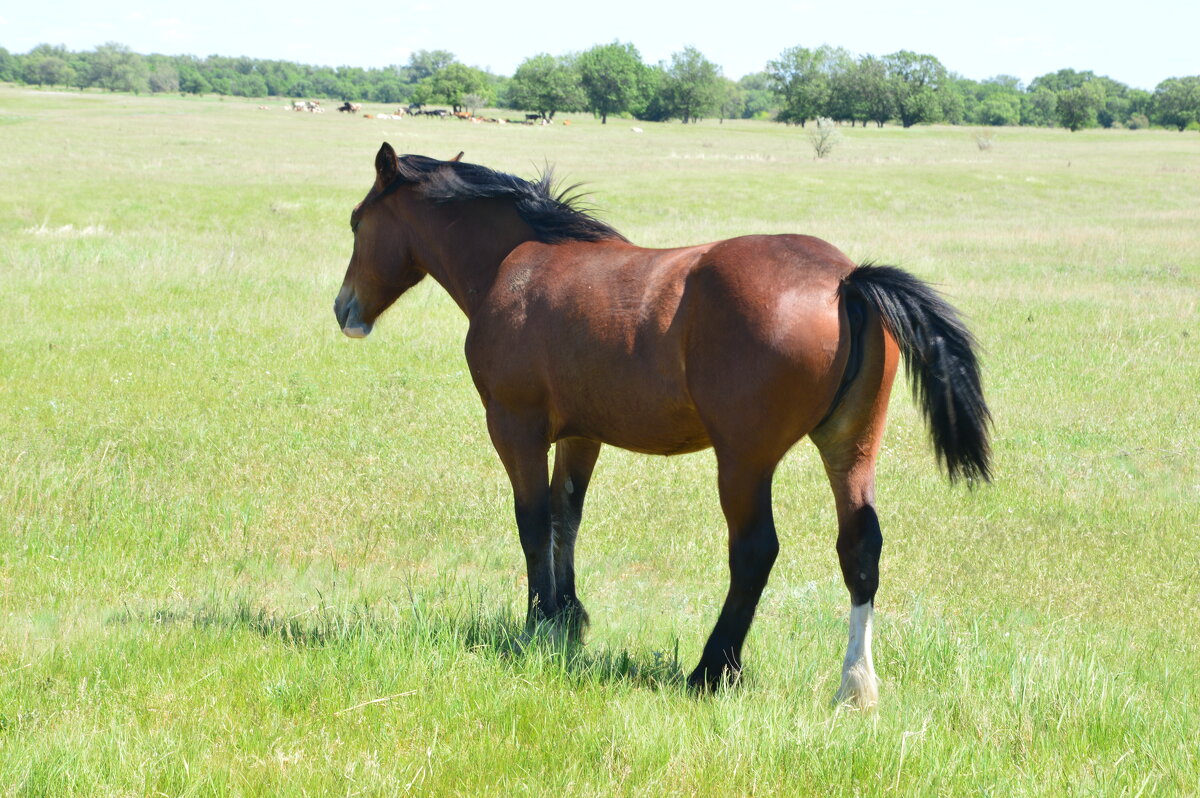 Красавец. - Виктор 