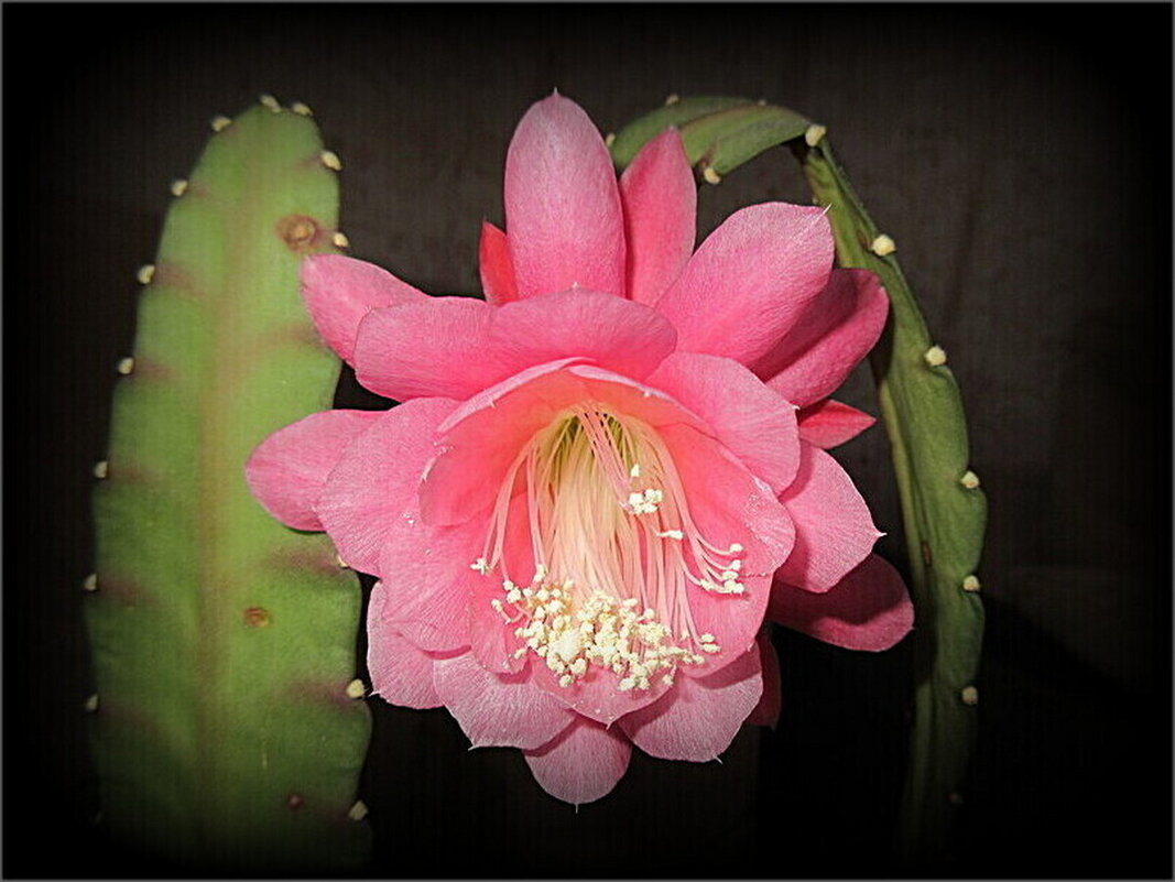 Цветет эпифиллум - Наталья ***