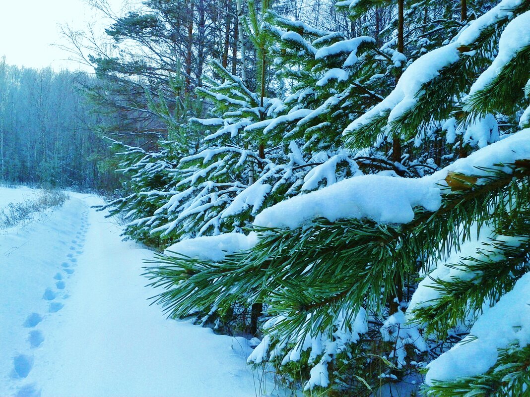 любопытные существа - Владимир 