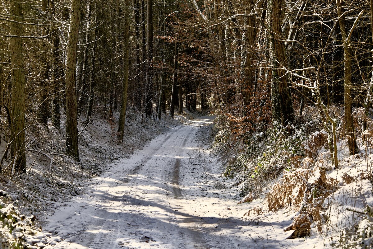 Зимний лес - Lucy Schneider 