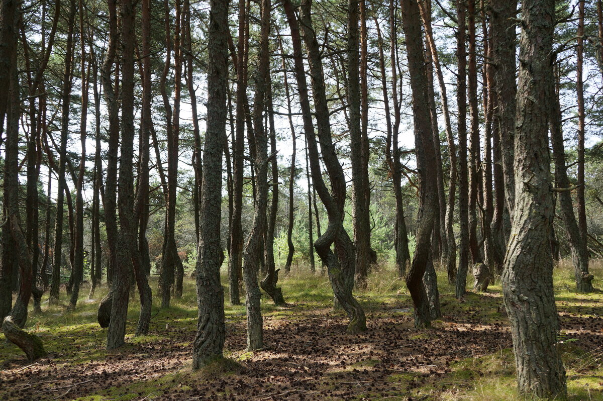 *Танцующий лес* - Алёна Савина