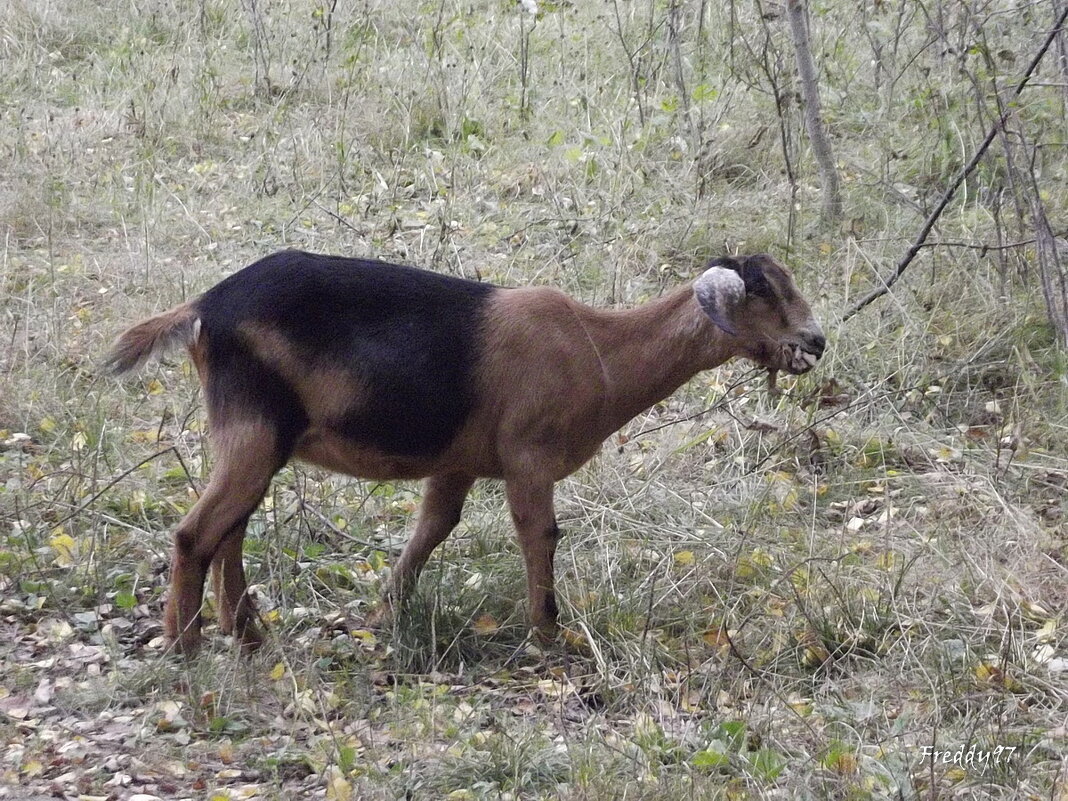 Козлёнок - Freddy 97