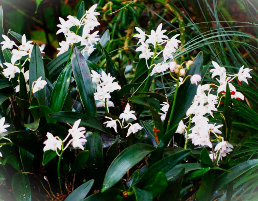 Очень маленькие орхидеи, похожие на Каттлеи-звёздочки - Aida10 